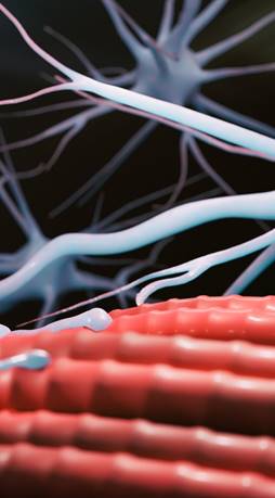 Abstract image of muscle fibres