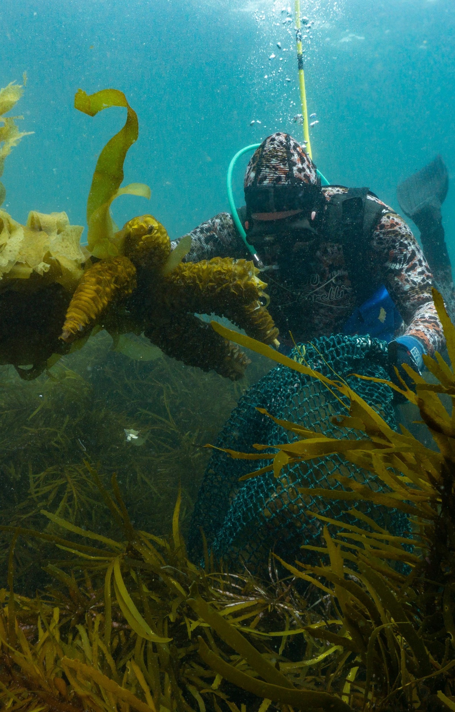 Diver Collecting Seaweed Cropped_2