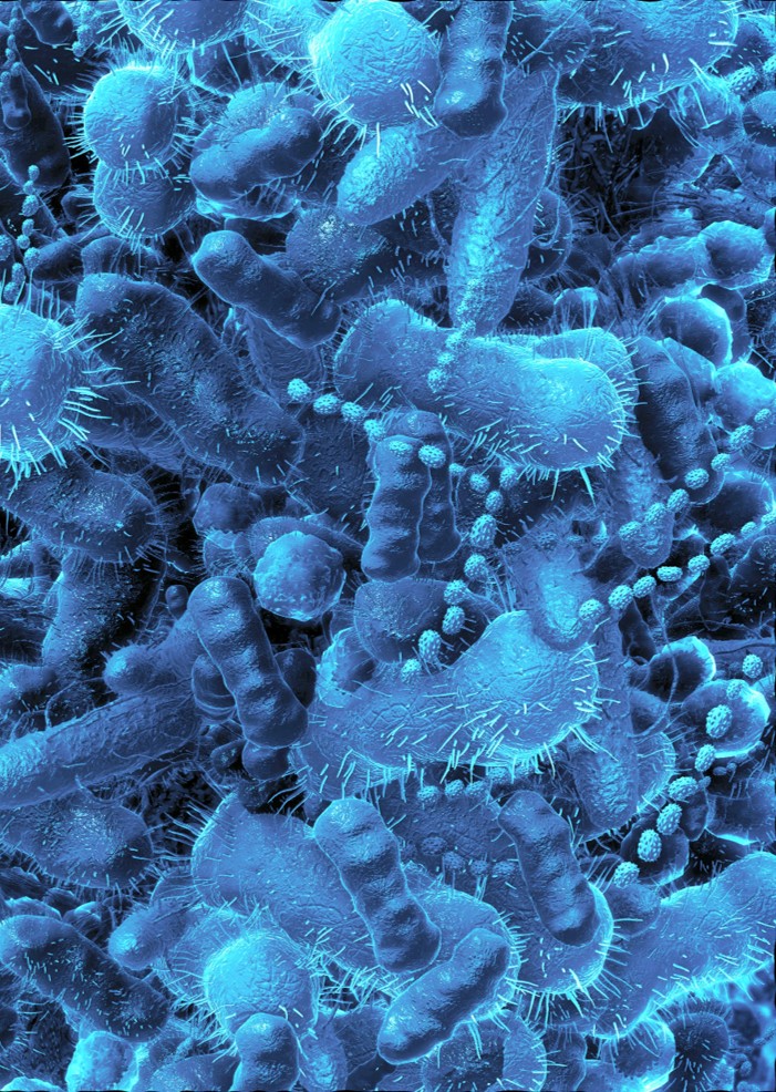 Blue image of gut microbiome