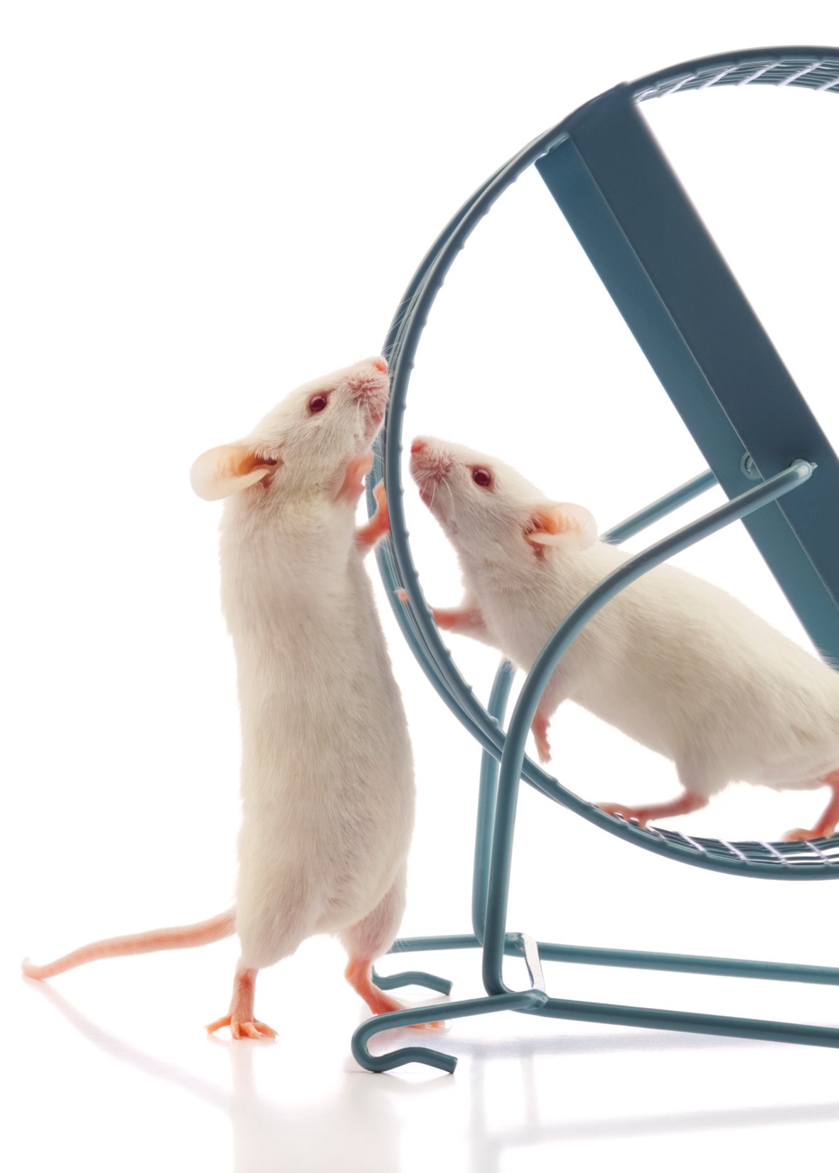 Two white mice investigating a treadmill