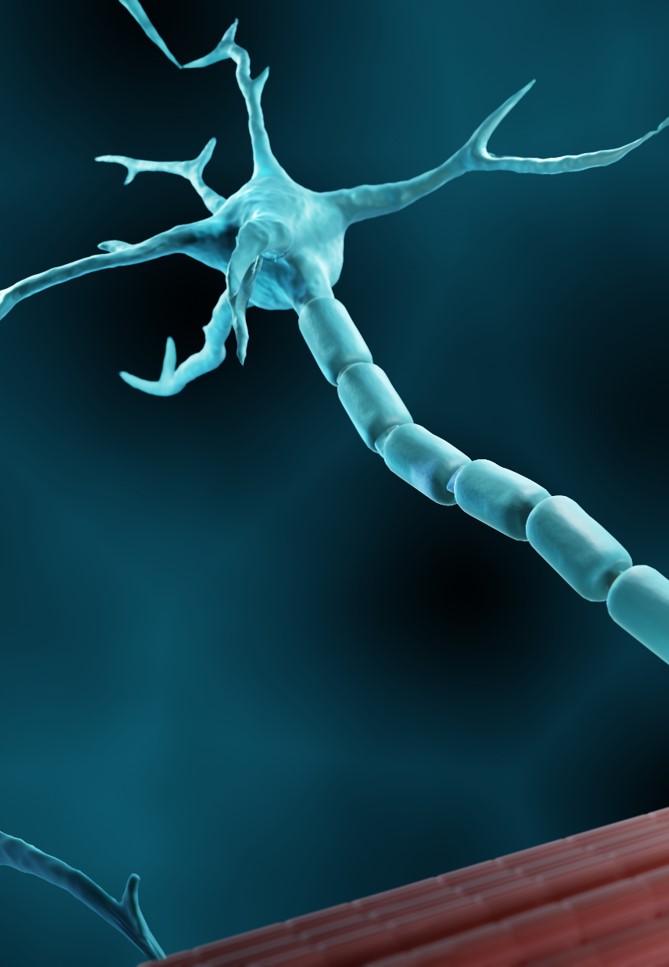 Motor neuron abstract image