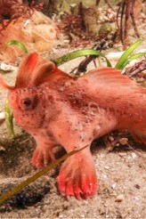 Red handfish