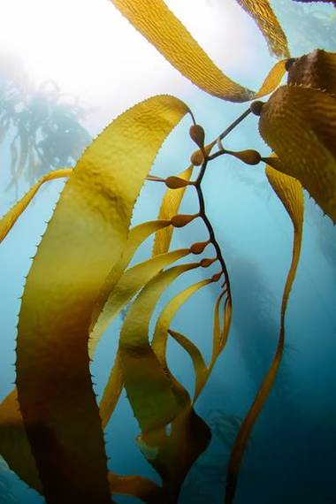 Seaweed underwater sparkling in the sunlight