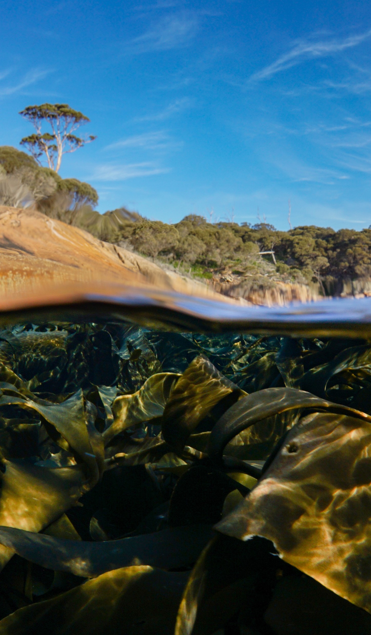Partial underwater view of seaweed and Tasmanian coastline.