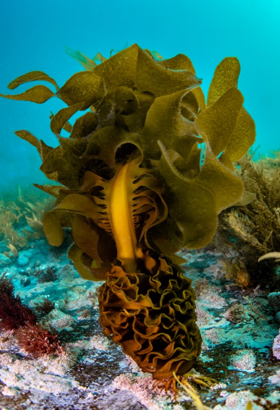 A single Undaria pinnatifida seaweed