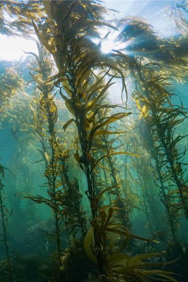 Underwater image of a Tasmanian kelp forest