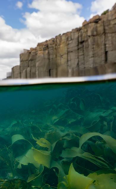 Semi submerged image of seaweed